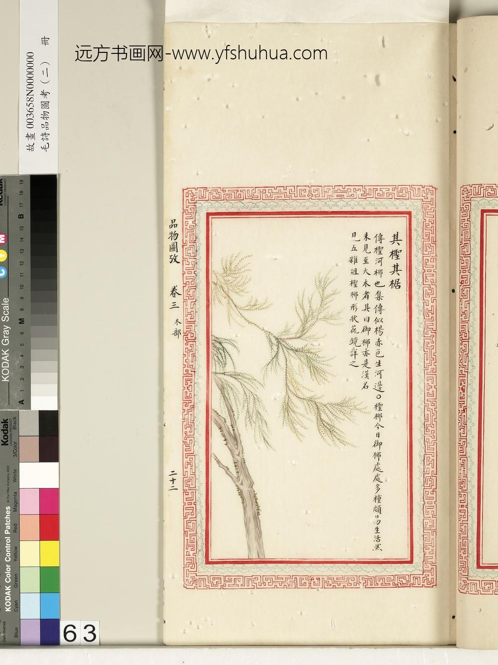 毛诗品物图考（二）册-其柽其椐-