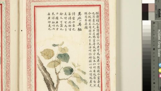 毛诗品物图考（二）册 其檿其柘 2.jpg