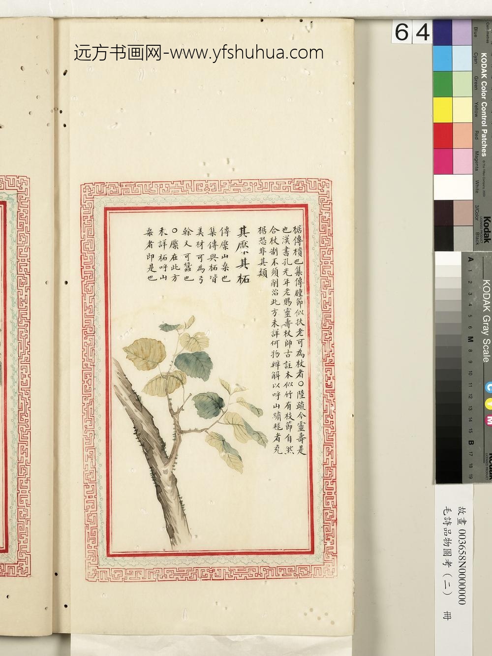 毛诗品物图考（二）册-其檿其柘-