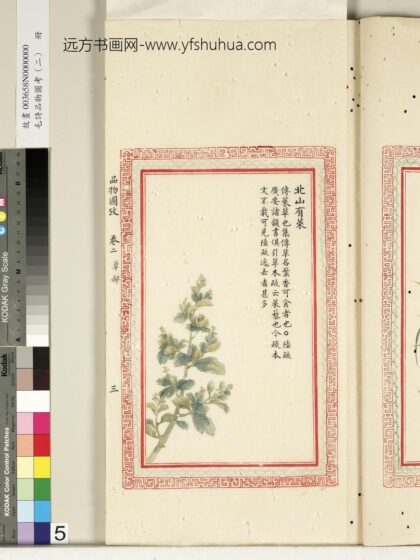 毛诗品物图考（二）册 北山有莱 2.jpg