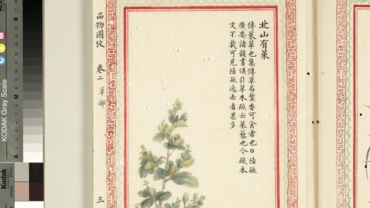 毛诗品物图考（二）册 北山有莱 2.jpg