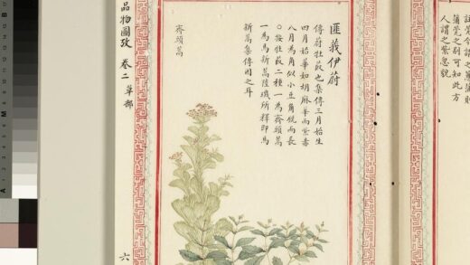 毛诗品物图考（二）册 匪莪伊蔚 1.jpg