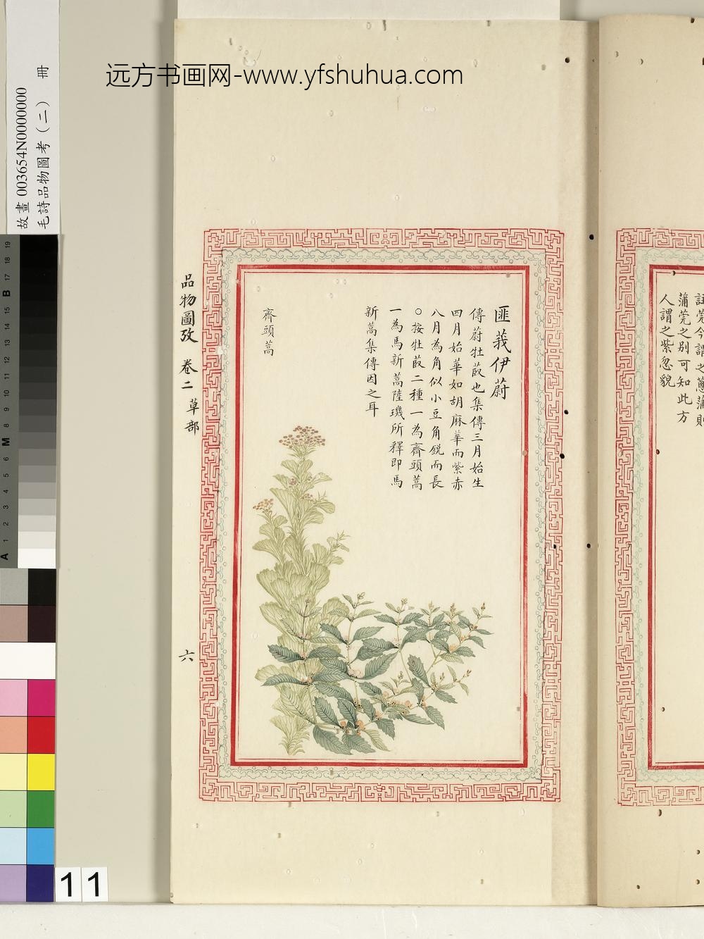 毛诗品物图考（二）册-匪莪伊蔚-