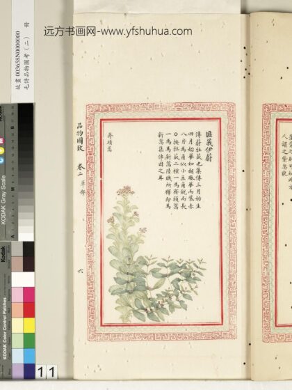 毛诗品物图考（二）册 匪莪伊蔚 2.jpg