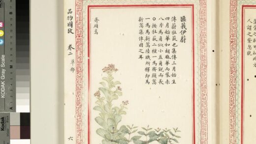 毛诗品物图考（二）册 匪莪伊蔚 2.jpg