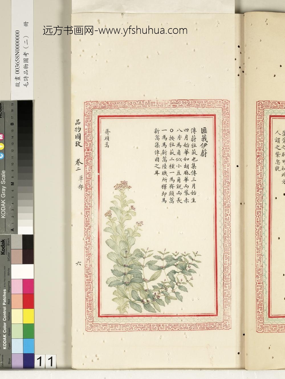 毛诗品物图考（二）册-匪莪伊蔚-