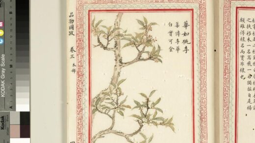 毛诗品物图考（二）册 华如桃李 2.jpg