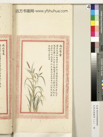 毛诗品物图考（二）册 南山有台 2.jpg