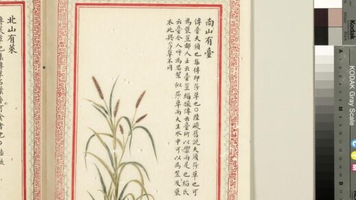毛诗品物图考（二）册 南山有台 2.jpg