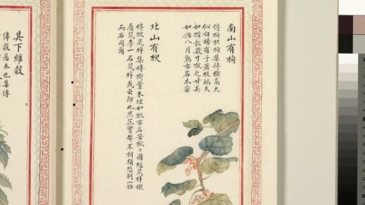 毛诗品物图考（二）册 南山有枸北山有楰 1.jpg