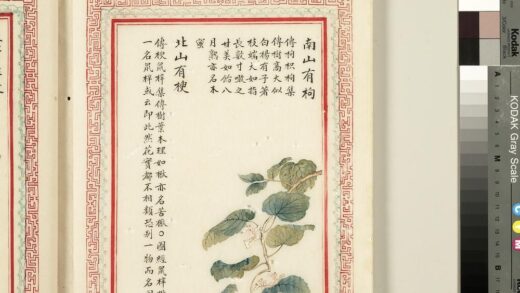 毛诗品物图考（二）册 南山有枸北山有楰 2.jpg