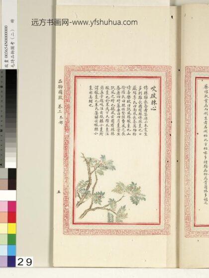 毛诗品物图考（二）册 吹彼棘心 1.jpg