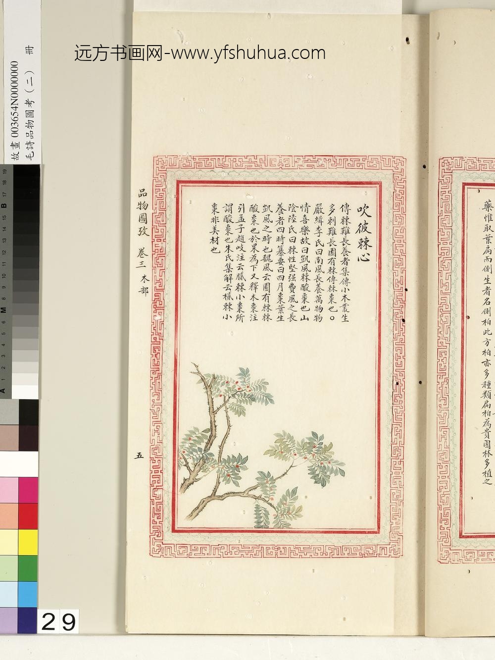 毛诗品物图考（二）册-吹彼棘心-