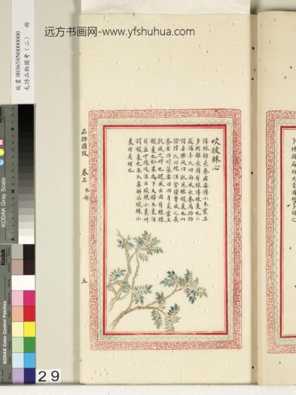 毛诗品物图考（二）册 吹彼棘心 2.jpg