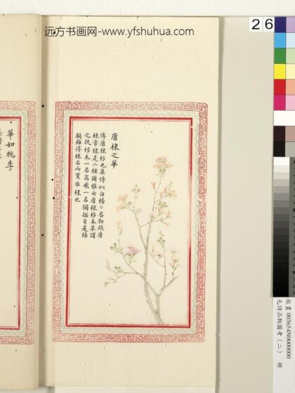 毛诗品物图考（二）册 唐棣之华 1.jpg