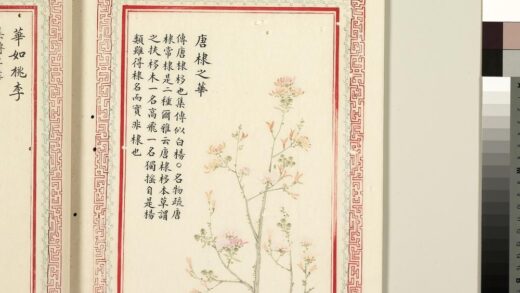 毛诗品物图考（二）册 唐棣之华 1.jpg