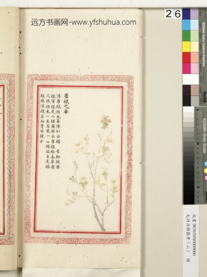 毛诗品物图考（二）册 唐棣之华 2.jpg