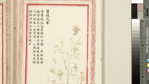 毛诗品物图考（二）册 唐棣之华 2.jpg