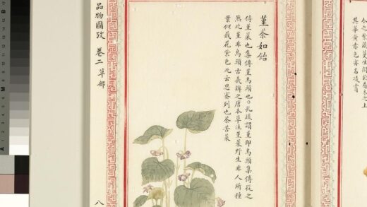 毛诗品物图考（二）册 堇荼如饴 1.jpg