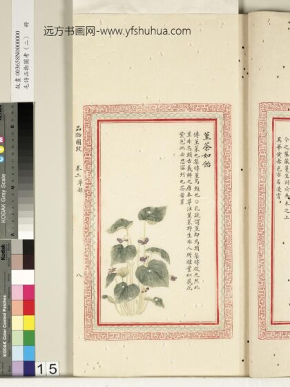 毛诗品物图考（二）册 堇荼如饴 2.jpg