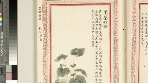 毛诗品物图考（二）册 堇荼如饴 2.jpg