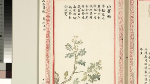 毛诗品物图考（二）册 山有枢 1.jpg