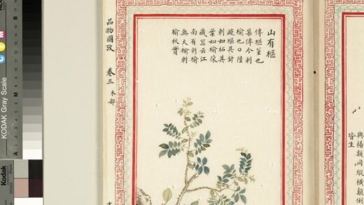 毛诗品物图考（二）册 山有枢 2.jpg