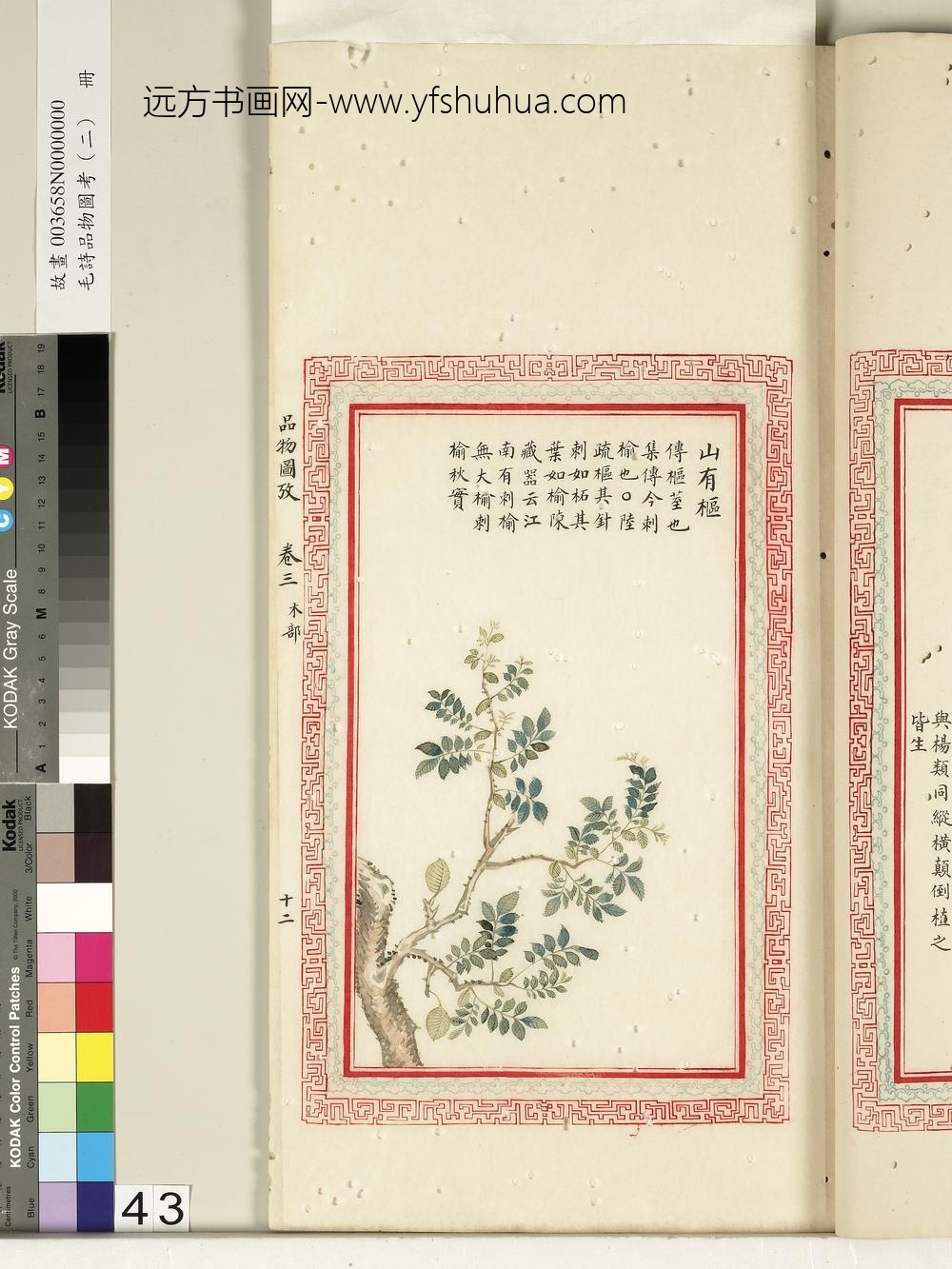 毛诗品物图考（二）册-山有枢-