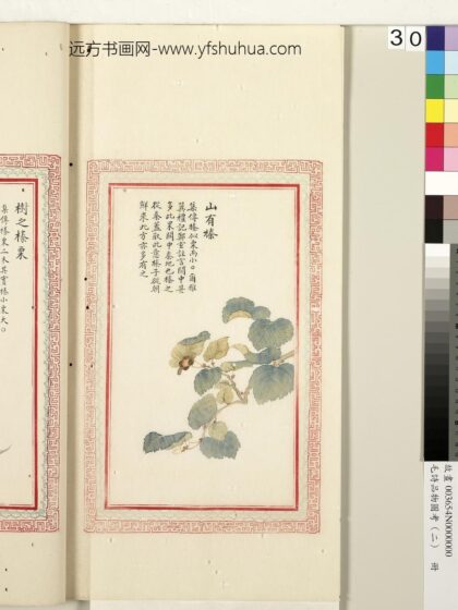 毛诗品物图考（二）册 山有榛 1.jpg