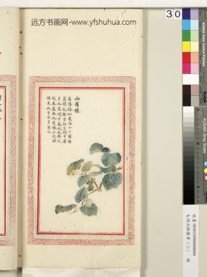 毛诗品物图考（二）册 山有榛 2.jpg