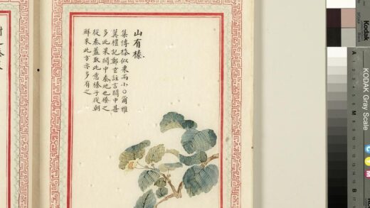 毛诗品物图考（二）册 山有榛 2.jpg