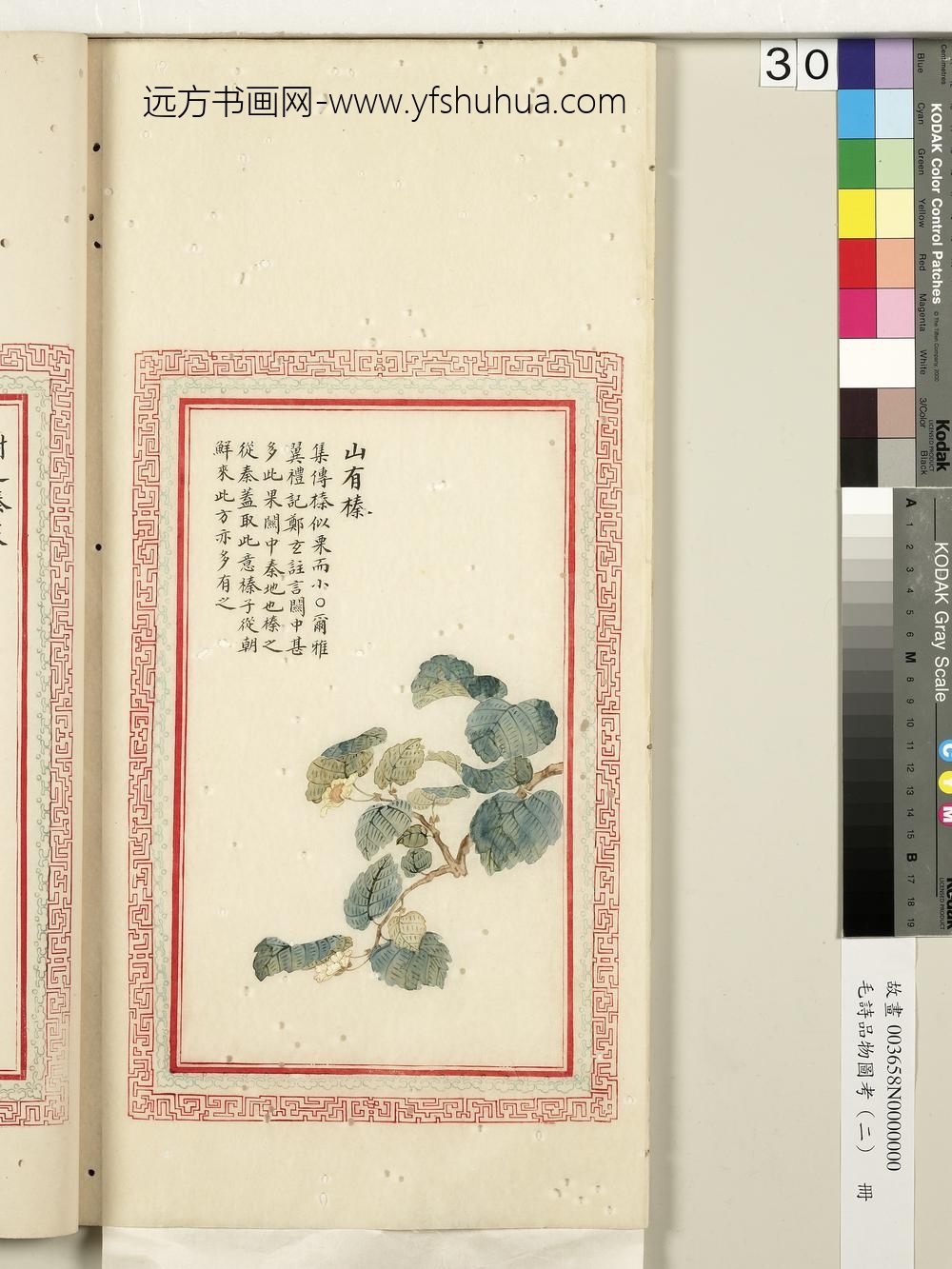 毛诗品物图考（二）册-山有榛-