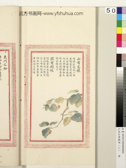 毛诗品物图考（二）册 山有苞棣隰有树檖 1.jpg