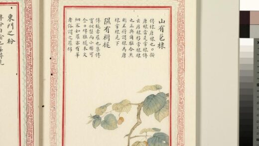 毛诗品物图考（二）册 山有苞棣隰有树檖 1.jpg