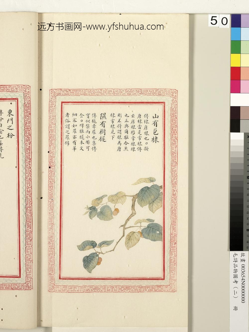 毛诗品物图考（二）册-山有苞棣隰有树檖-