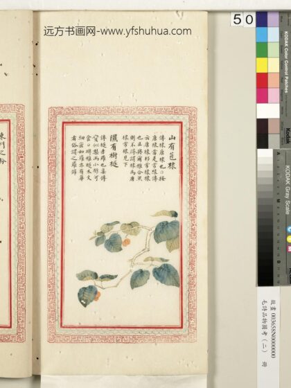 毛诗品物图考（二）册 山有苞棣隰有树檖 2.jpg