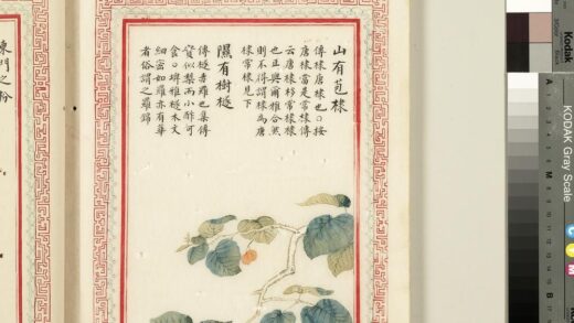 毛诗品物图考（二）册 山有苞棣隰有树檖 2.jpg