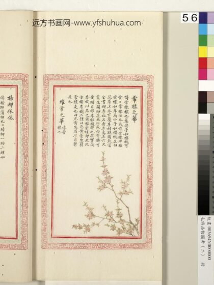 毛诗品物图考（二）册 常棣之华维常之华 1.jpg