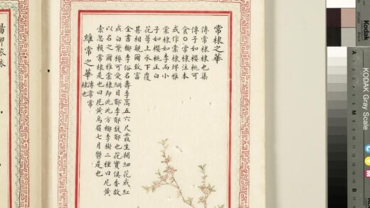 毛诗品物图考（二）册 常棣之华维常之华 2.jpg