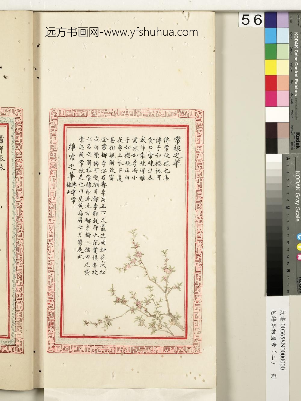 毛诗品物图考（二）册-常棣之华维常之华-