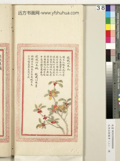 毛诗品物图考（二）册 投我以木瓜投我以木桃投我以木李 2.jpg