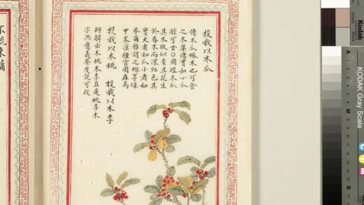 毛诗品物图考（二）册 投我以木瓜投我以木桃投我以木李 2.jpg
