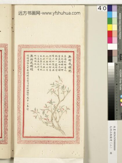 毛诗品物图考（二）册 无折我树杞无折我树檀 2.jpg