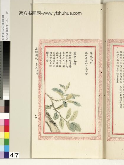 毛诗品物图考（二）册 有杕之杜集于苞栩.jpg