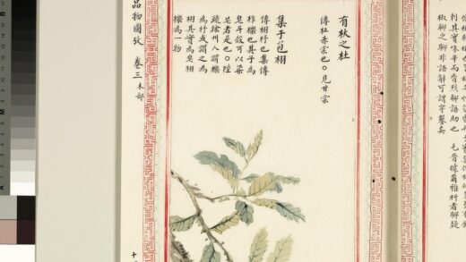毛诗品物图考（二）册 有杕之杜集于苞栩.jpg