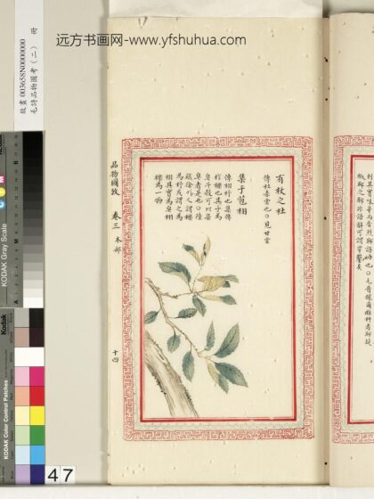 毛诗品物图考（二）册 有杖之杜集于苞栩.jpg