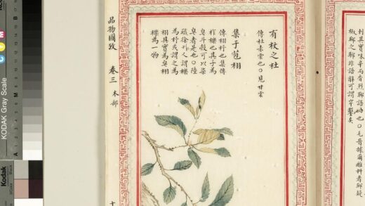 毛诗品物图考（二）册 有杖之杜集于苞栩.jpg