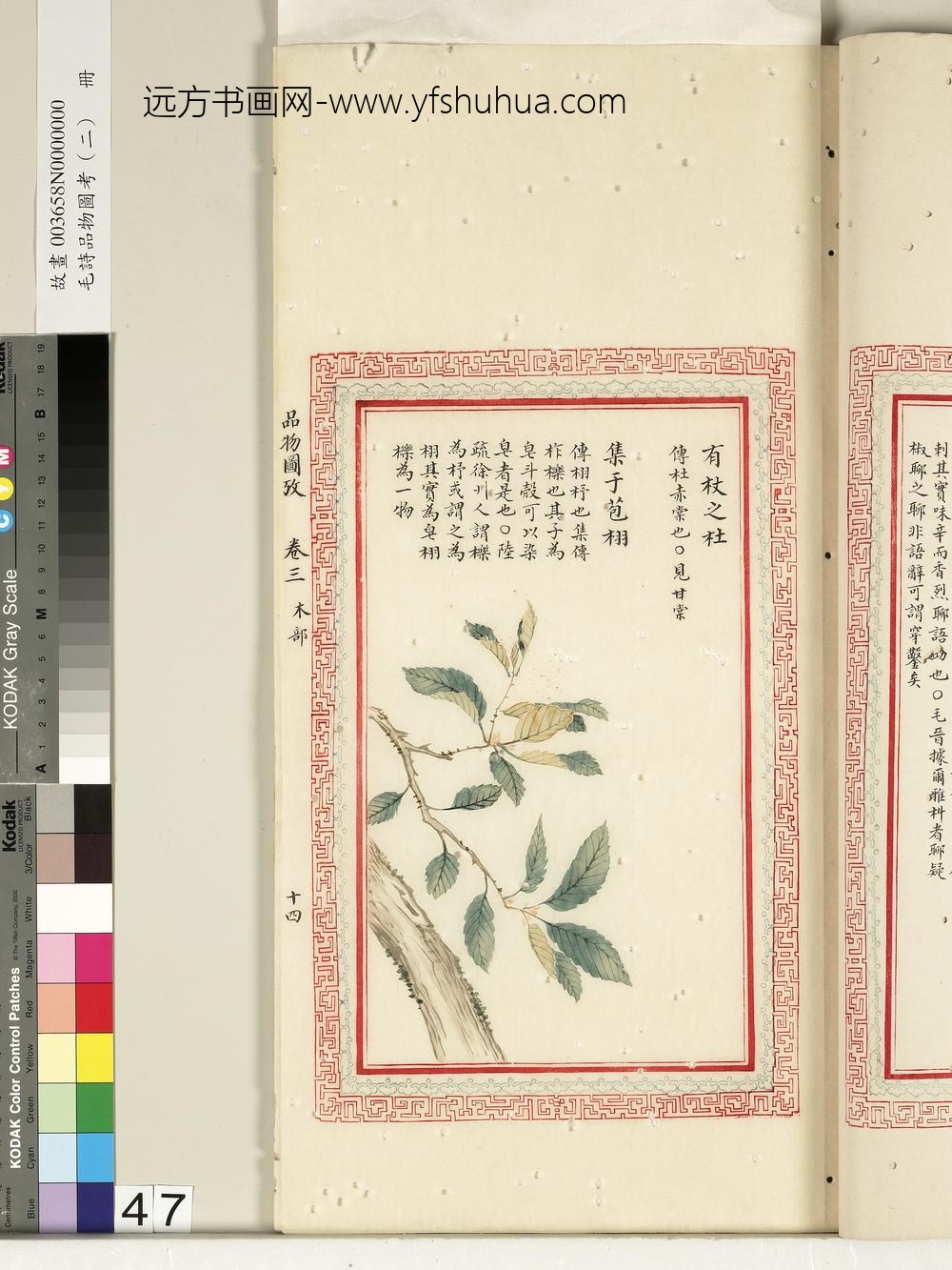 毛诗品物图考（二）册-有杖之杜集于苞栩