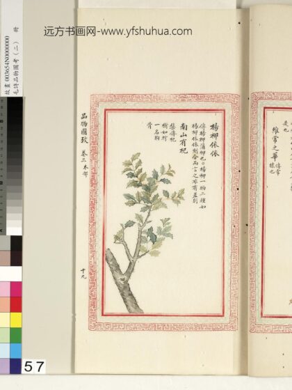 毛诗品物图考（二）册 杨柳依依南山有杞 1.jpg