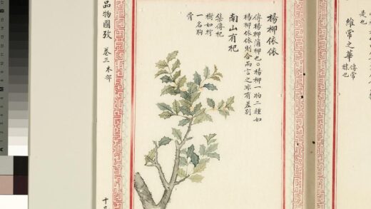 毛诗品物图考（二）册 杨柳依依南山有杞 1.jpg